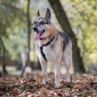 Felek 2000/18 - samiec, 14 lat