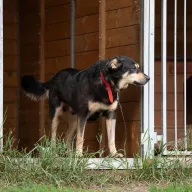 Kuroszi 0847/24 - samiec, 6 lat