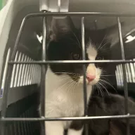  1093/25 - samiec, 7 miesięcy