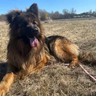 Maximus 0211/25 - samiec, 5 lat