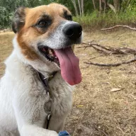 Byku 2135/22 - samiec, 5 lat