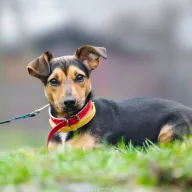 Romi 1184/25 - samica, 11 miesięcy