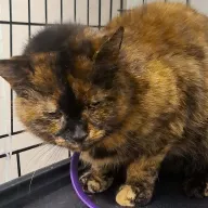 Jola 1091/25 - samica, 7 lat