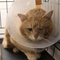 Richie 0001/26 - samiec, 4 lata