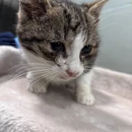 Yin 0063/26 - samiec, 2 miesiące