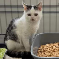 Bąbelcia 0800/25 - samica, 5 miesięcy