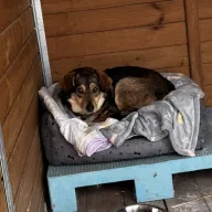 Papaja 0077/26 - samica, 1 rok