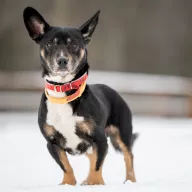 Bilbo 1238/25 - samiec, 6 lat