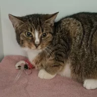 Poezja 1018/25 - samica, 2 lata