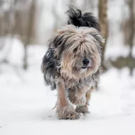 Pompon 0046/26 - samiec, 3 lata