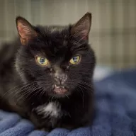 Balbusia 0400/25 - samica, 11 lat