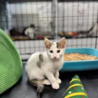 Samuel 1065/25 - samiec, 2 miesiące