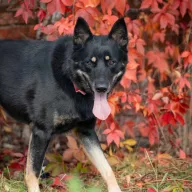 Guinness 1019/24 - samiec, 3 lata