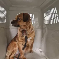  0047/26 - samica, 5 lat