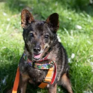 Cleo 0317/25 - samica, 12 lat