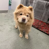  0027/26 - samica, 6 lat