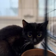 Draculina 0914/25 - samica, 4 miesiące