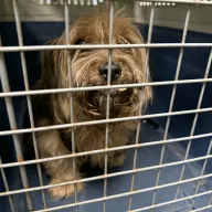  1338/25 - samiec, 13 lat