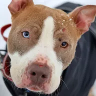 Krokiet 0022/26 - samiec, 1 rok