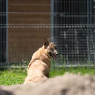 Lumi 0330/22 - samica, 6 lat