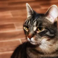 Batorek 0136/25 - samiec, 3 lata