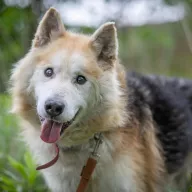 Kenai 0352/25 - samiec, 10 lat