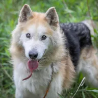 Kenai 0352/25 - samiec, 10 lat