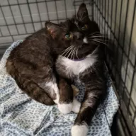 Siyah 0010/26 - samiec, 10 lat