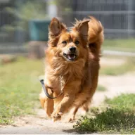 Ever 1335/25 - samiec, 4 lata