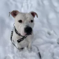 Wally 1331/25 - samiec, 5 lat