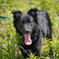 Pepper 0370/25 - samiec, 5 miesięcy