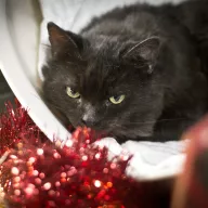 Skrzeczyk 0319/25 - samiec, 11 lat