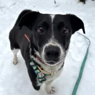 Oreo 1351/25 - samiec, 5 lat