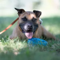 Manto 1502/19 - samiec, 11 lat