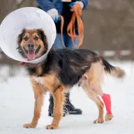 Achilles 1041/25 - samiec, 4 lata