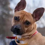 Suri 1191/25 - samica, 4 lata