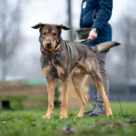 Pluto 1209/25 - samiec, 5 lat