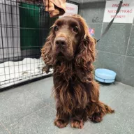  0037/26 - samiec, 4 lata