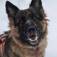 Reja 0040/26 - samica, 3 lata