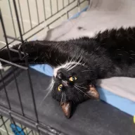 Odin 0040/26 - samiec, 2 lata