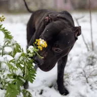 Hugo 0474/25 - samiec, 1 rok