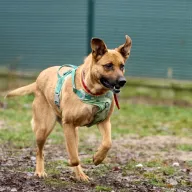 Wanda 1255/25 - samica, 5 lat