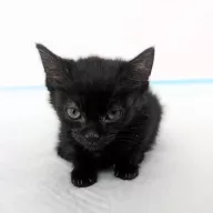 Missy 0403/25 - samica, 2 miesiące
