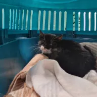  0021/26 - samica, 1 rok