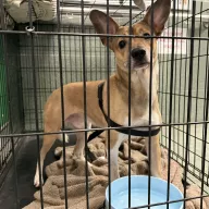  0100/26 - samiec, 10 miesięcy