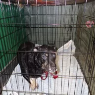  0122/26 - samiec, 7 lat