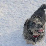 Tipton 0587/25 - samiec, 3 lata