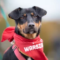 Ogonek 0652/25 - samiec, 1 rok