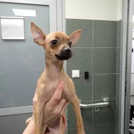  1321/25 - samica, 0 miesięcy