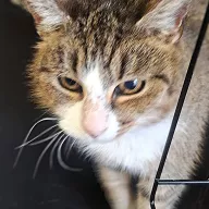 Pustułeczka 0019/26 - samica, 6 lat